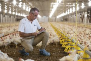 لقاح الدواجن الثلاثي في مصر